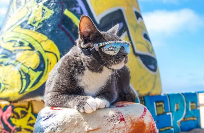 Кот Бублик в солнцезащитных очках Кот Бублик в солнцезащитных очках