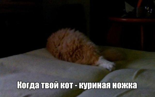 Фотоприколы 24.02.2016 Фотоприколы 24.02.2016