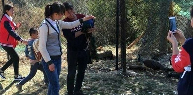 Китайцы до смерти напугали павлинов, делая с ними селфи Китайцы до смерти напугали павлинов, делая с ними селфи