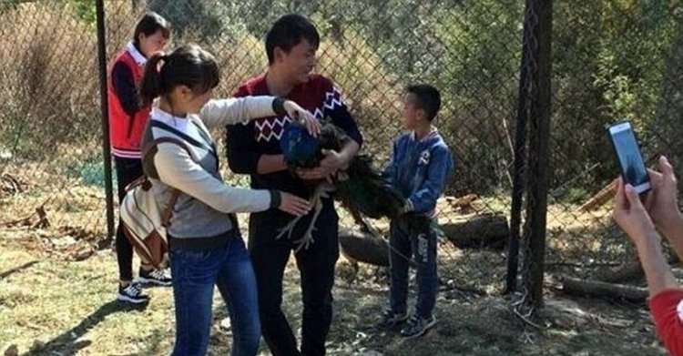 Китайцы до смерти напугали павлинов, делая с ними селфи Китайцы до смерти напугали павлинов, делая с ними селфи