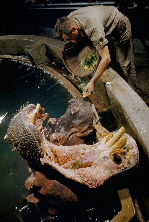 Неопубликованные фото National Geographic Неопубликованные фото National Geographic