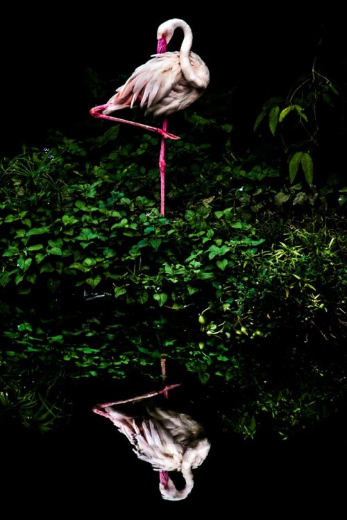 Финалисты престижной фотопремии Sony World Photography Awards 2016 Финалисты престижной фотопремии Sony World Photography Awards 2016