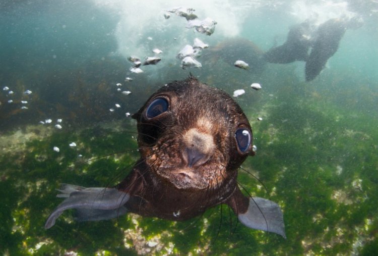 Финалисты престижной фотопремии Sony World Photography Awards 2016 Финалисты престижной фотопремии Sony World Photography Awards 2016