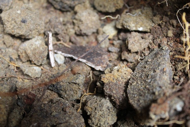 Жуткая находка во дворе своего дома Жуткая находка во дворе своего дома