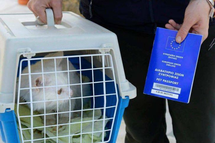 Пропавший кот вернулся в семью иракских беженцев, преодолев полмира Пропавший кот вернулся в семью иракских беженцев, преодолев полмира