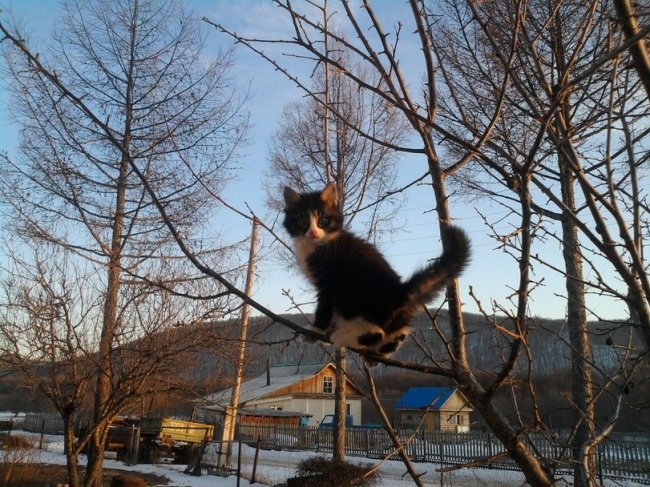 Весна пришла — коты прилетели! Весна пришла — коты прилетели!