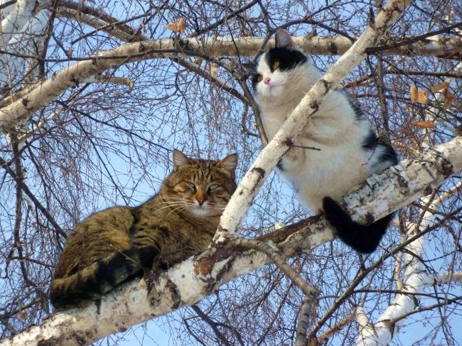 Весна пришла — коты прилетели! Весна пришла — коты прилетели!
