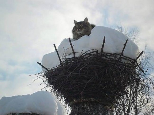 Весна пришла — коты прилетели! Весна пришла — коты прилетели!