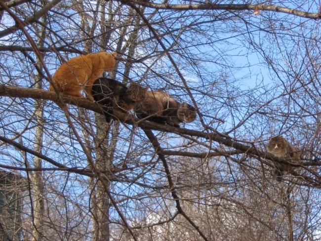 Весна пришла — коты прилетели! Весна пришла — коты прилетели!
