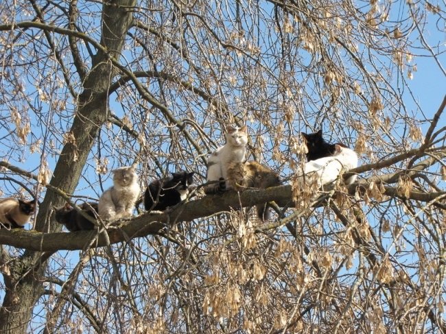 Весна пришла — коты прилетели! Весна пришла — коты прилетели!