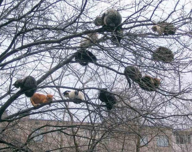 Весна пришла — коты прилетели! Весна пришла — коты прилетели!