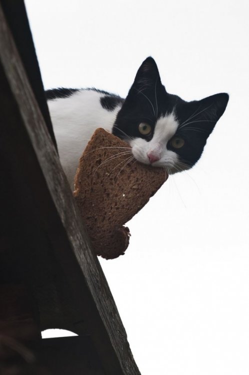 Весна пришла — коты прилетели! Весна пришла — коты прилетели!