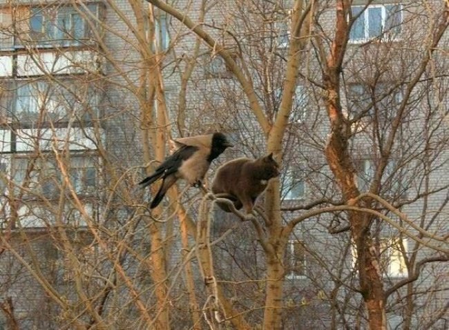 Весна пришла — коты прилетели! Весна пришла — коты прилетели!