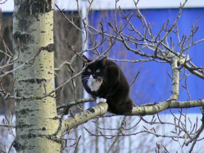 Весна пришла — коты прилетели! Весна пришла — коты прилетели!