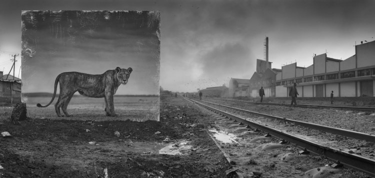 Животные здесь больше не живут Животные здесь больше не живут