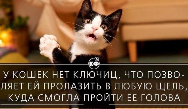 Короткие и любопытные факты обо всем на свете Короткие и любопытные факты обо всем на свете