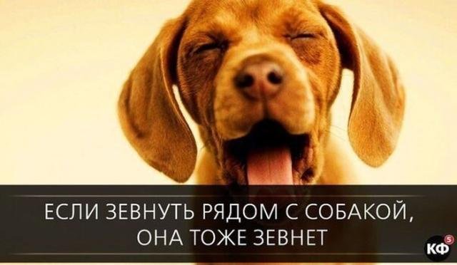 Короткие и любопытные факты обо всем на свете Короткие и любопытные факты обо всем на свете