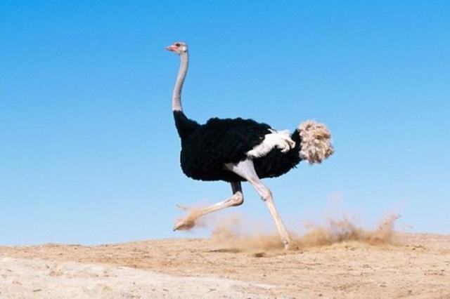 Короткие и любопытные факты обо всем на свете Короткие и любопытные факты обо всем на свете