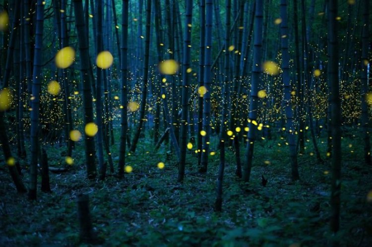 Лучшие снимки международного фотоконкурса Sony World Photography Awards 2016 Лучшие снимки международного фотоконкурса Sony World Photography Awards 2016