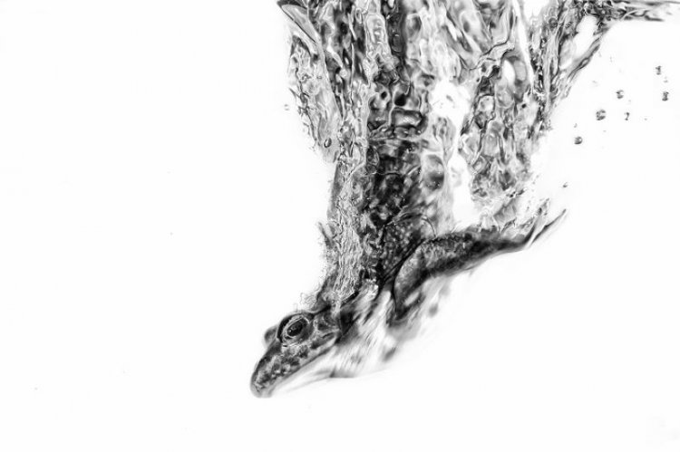 Лучшие снимки международного фотоконкурса Sony World Photography Awards 2016 Лучшие снимки международного фотоконкурса Sony World Photography Awards 2016