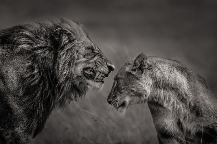 Лучшие снимки международного фотоконкурса Sony World Photography Awards 2016 Лучшие снимки международного фотоконкурса Sony World Photography Awards 2016