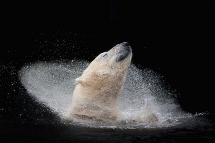 Лучшие снимки международного фотоконкурса Sony World Photography Awards 2016 Лучшие снимки международного фотоконкурса Sony World Photography Awards 2016