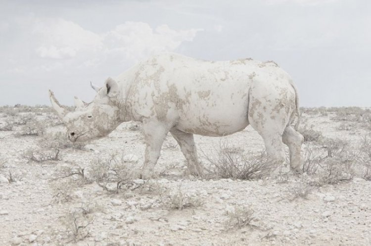 Лучшие снимки международного фотоконкурса Sony World Photography Awards 2016 Лучшие снимки международного фотоконкурса Sony World Photography Awards 2016