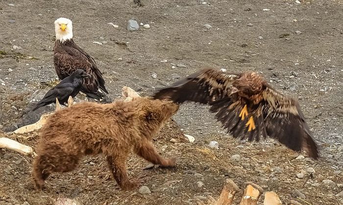 Белоголовый орлан поплатился жизнью, позарившись на добычу медведей Белоголовый орлан поплатился жизнью, позарившись на добычу медведей