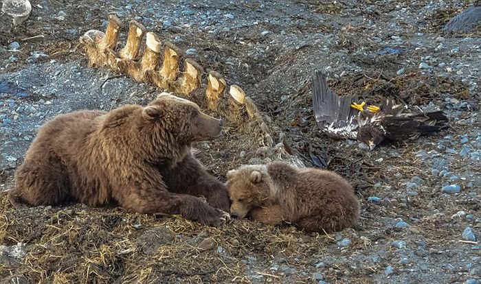 Белоголовый орлан поплатился жизнью, позарившись на добычу медведей Белоголовый орлан поплатился жизнью, позарившись на добычу медведей