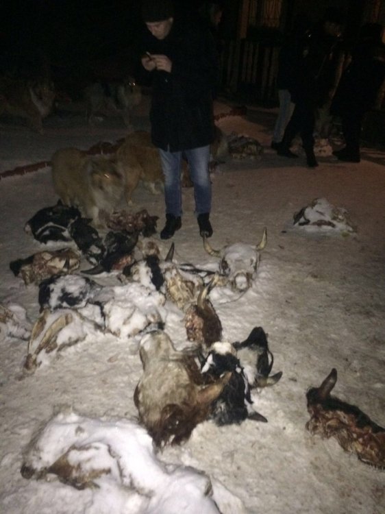 Десятки собак и старая женщина разгромили арендованный коттедж Десятки собак и старая женщина разгромили арендованный коттедж