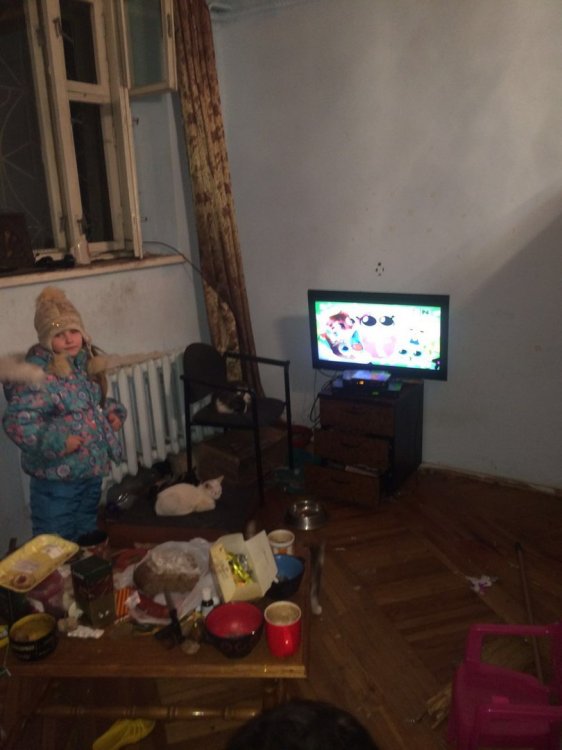 Десятки собак и старая женщина разгромили арендованный коттедж Десятки собак и старая женщина разгромили арендованный коттедж
