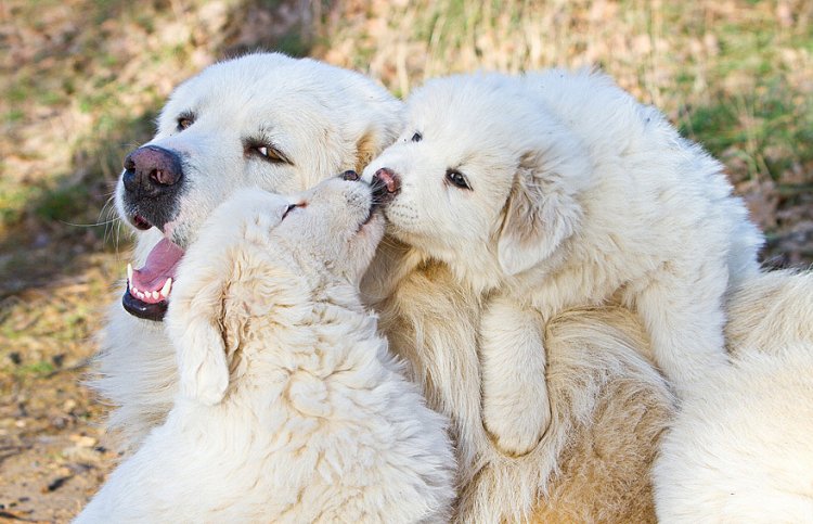 Целующиеся животные Целующиеся животные