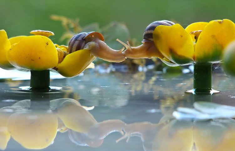 Целующиеся животные Целующиеся животные