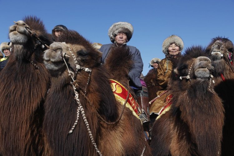 Верблюжий фестиваль в Монголии Верблюжий фестиваль в Монголии