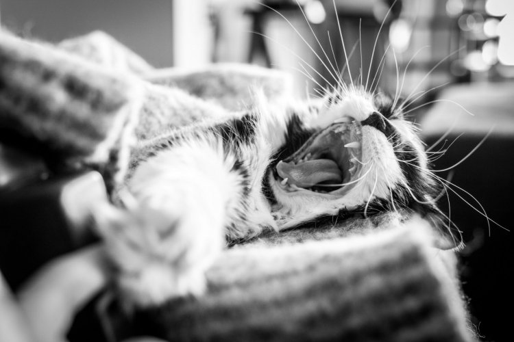 Когда не коты живут у хозяина, а хозяин у котов Когда не коты живут у хозяина, а хозяин у котов