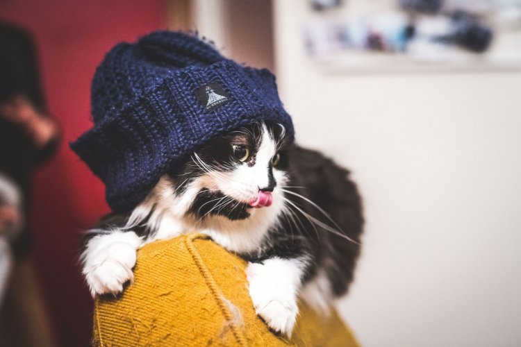 Когда не коты живут у хозяина, а хозяин у котов Когда не коты живут у хозяина, а хозяин у котов