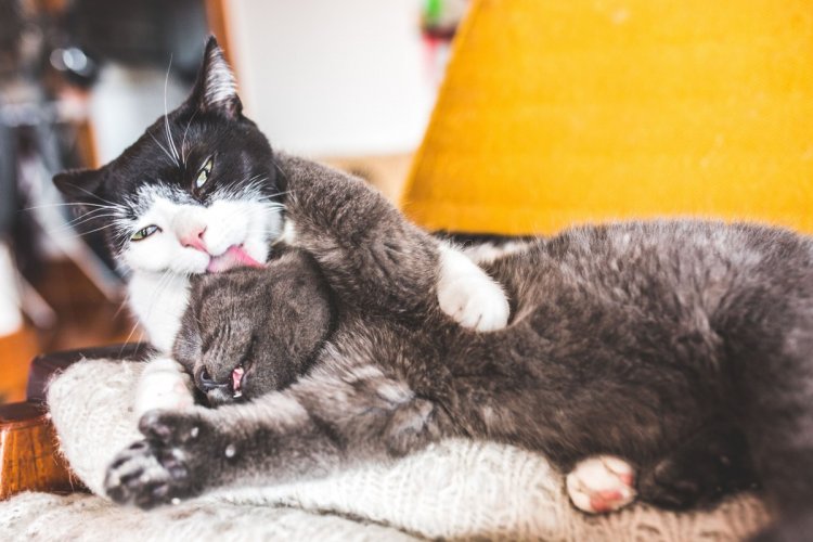 Когда не коты живут у хозяина, а хозяин у котов Когда не коты живут у хозяина, а хозяин у котов