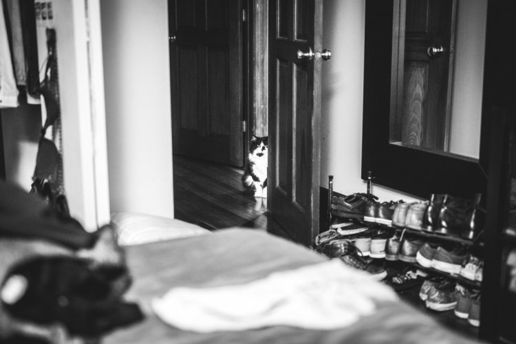 Когда не коты живут у хозяина, а хозяин у котов Когда не коты живут у хозяина, а хозяин у котов