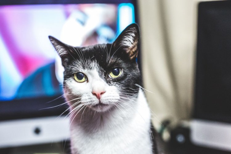 Когда не коты живут у хозяина, а хозяин у котов Когда не коты живут у хозяина, а хозяин у котов