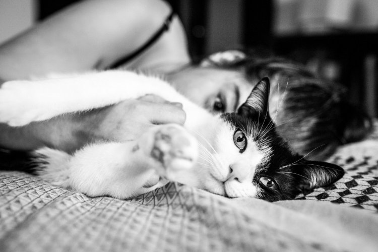 Когда не коты живут у хозяина, а хозяин у котов Когда не коты живут у хозяина, а хозяин у котов