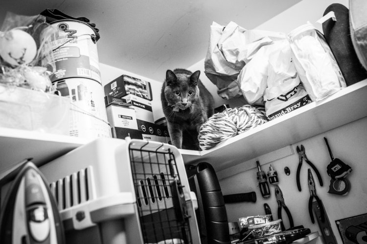 Когда не коты живут у хозяина, а хозяин у котов Когда не коты живут у хозяина, а хозяин у котов