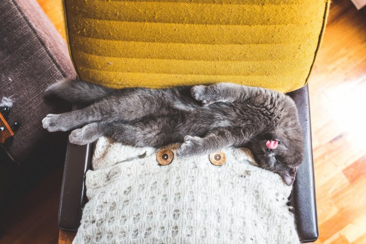 Когда не коты живут у хозяина, а хозяин у котов Когда не коты живут у хозяина, а хозяин у котов