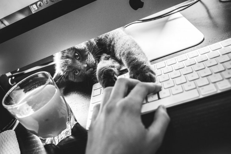 Когда не коты живут у хозяина, а хозяин у котов Когда не коты живут у хозяина, а хозяин у котов