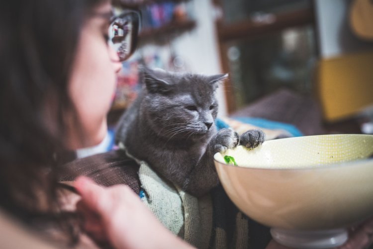 Когда не коты живут у хозяина, а хозяин у котов Когда не коты живут у хозяина, а хозяин у котов