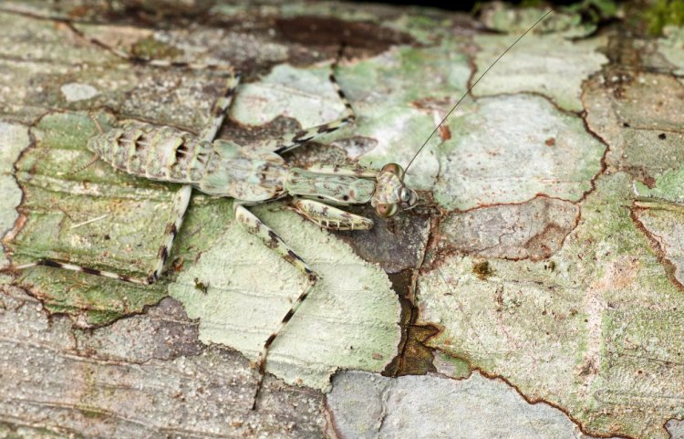 Камуфляж насекомых Камуфляж насекомых