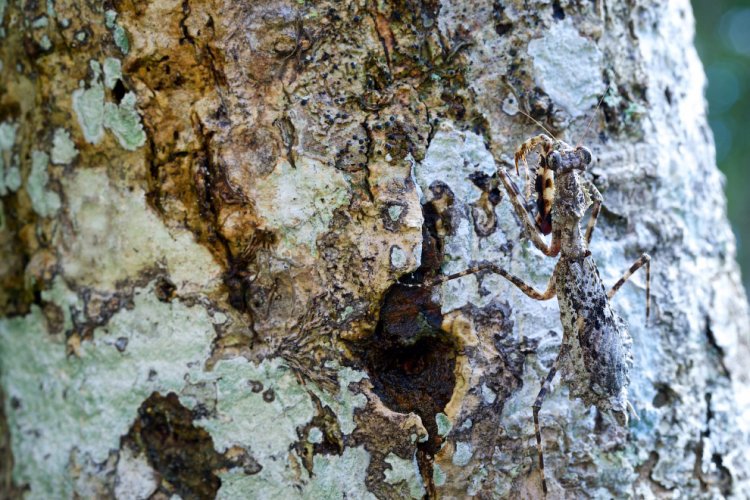 Камуфляж насекомых Камуфляж насекомых