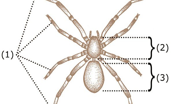 Интересные факты о пауках Интересные факты о пауках