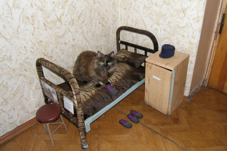 Кот в колонии Кот в колонии
