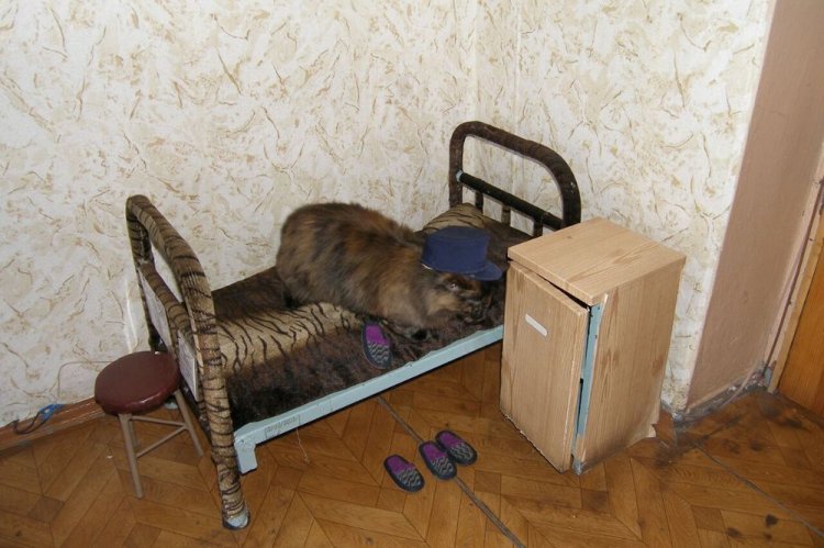 Кот в колонии Кот в колонии