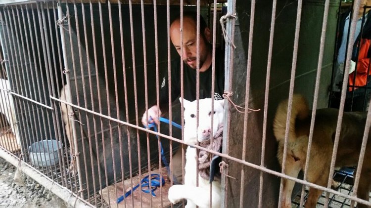 200 собак, которых хотели съесть, спасли с южнокорейской фермы 200 собак, которых хотели съесть, спасли с южнокорейской фермы